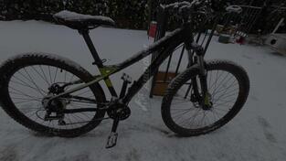 Bulls - bulls-sharptail