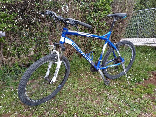 Capriolo - Gila