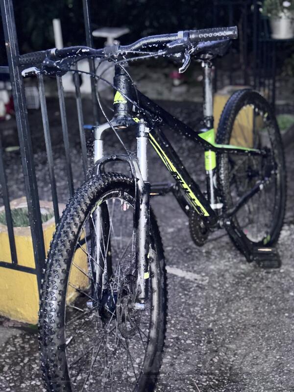 Bulls - bulls-sharptail