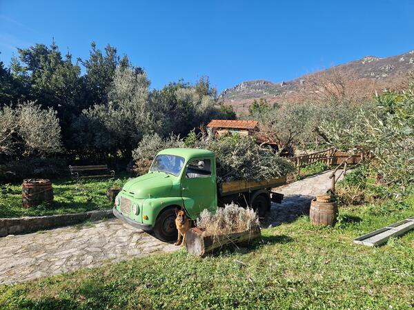 Fiat - m