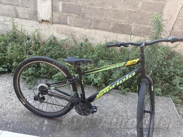 Capriolo - capriol 2024